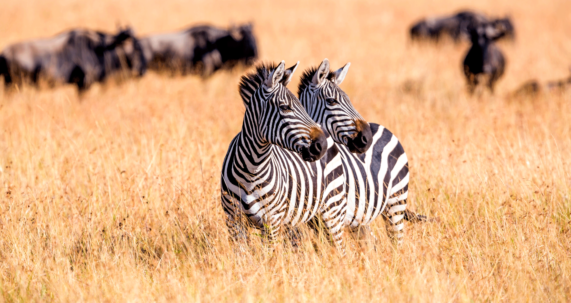 Zebras de Kenya