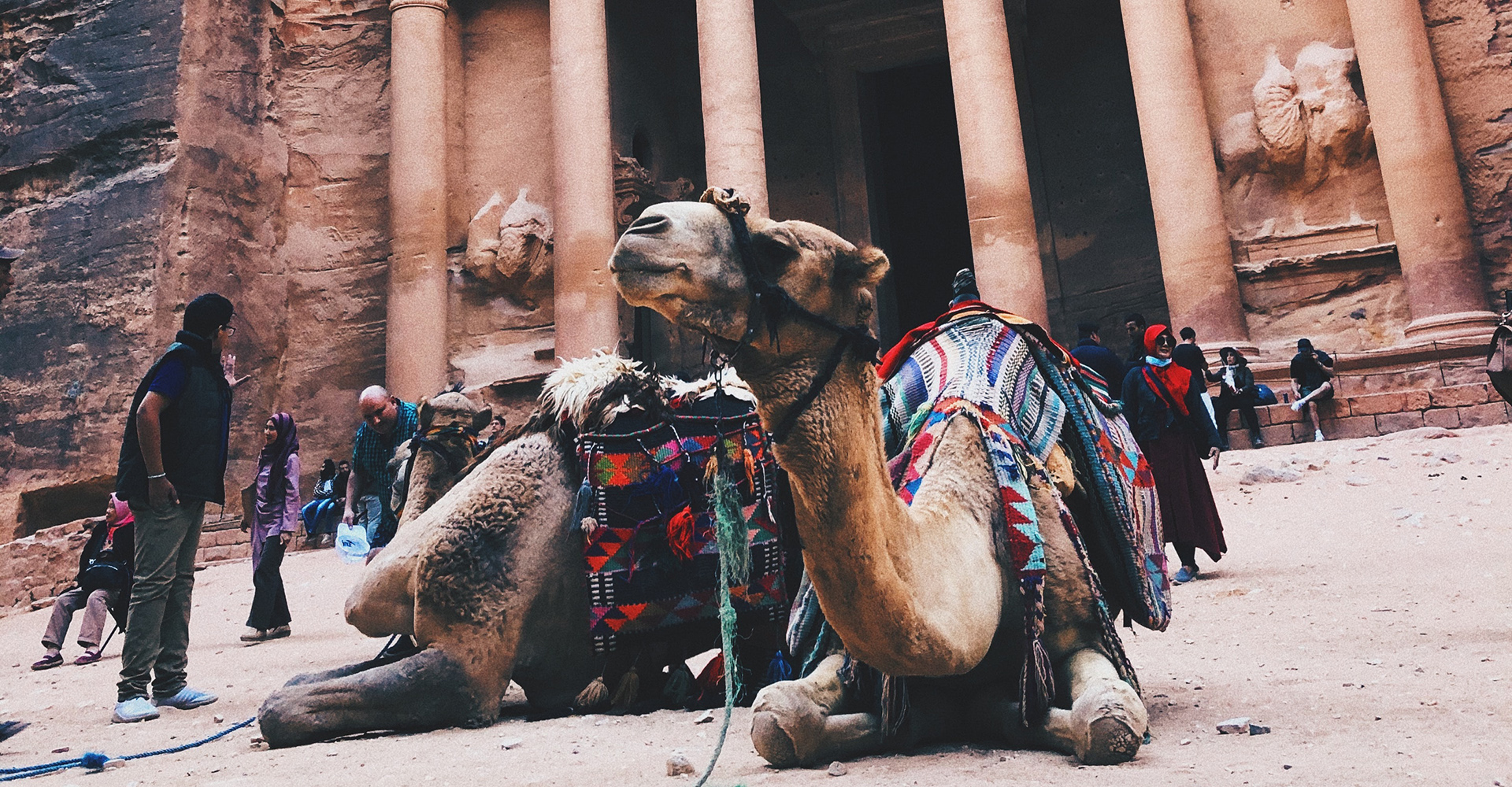 Camello en Petra Jordania