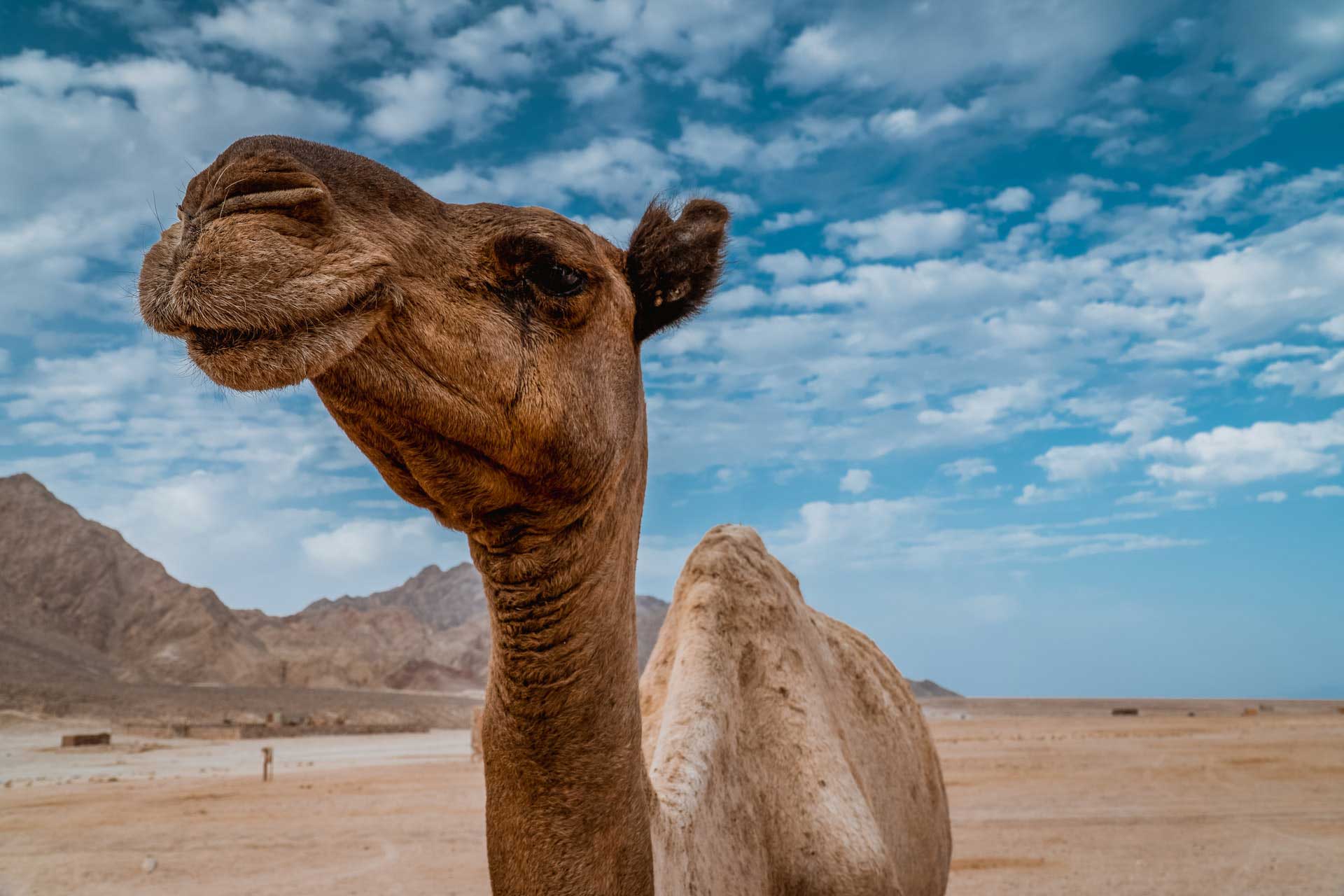 camello feliz en Egipto