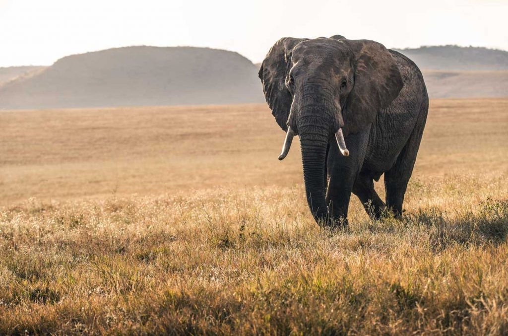 Elefantes en Kenia